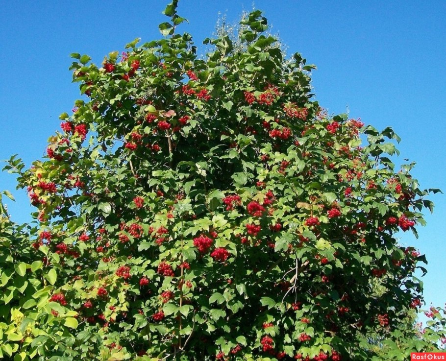 Калина обыкновенная ГФ