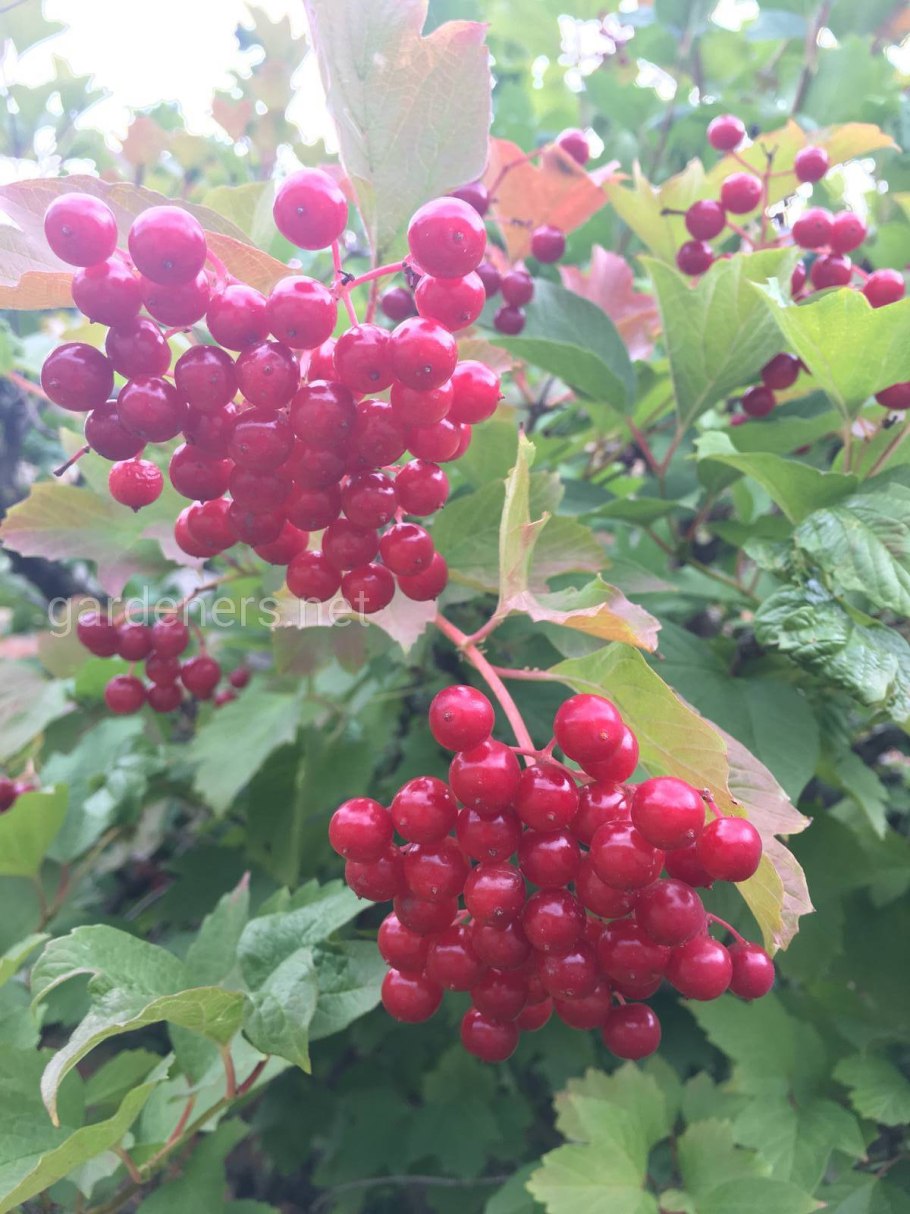 Калина обыкновенная Шукшинская