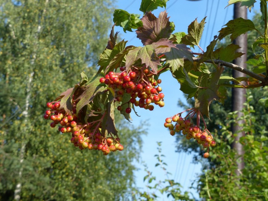 Калина Viburnum куст