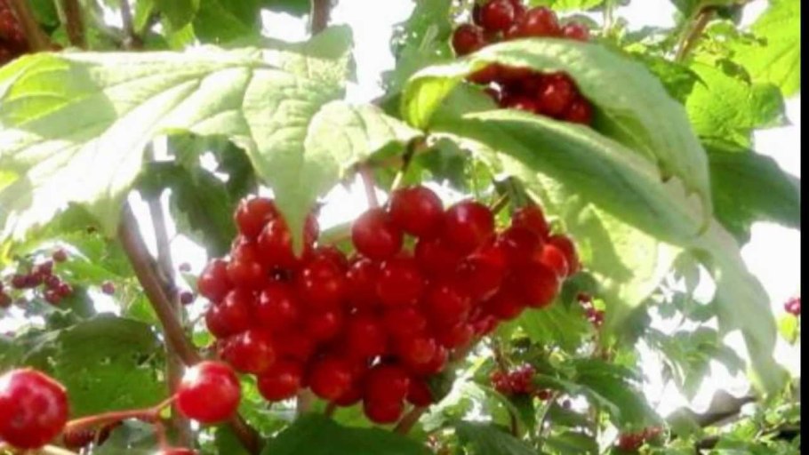 Калина обыкновенная Вигоровская