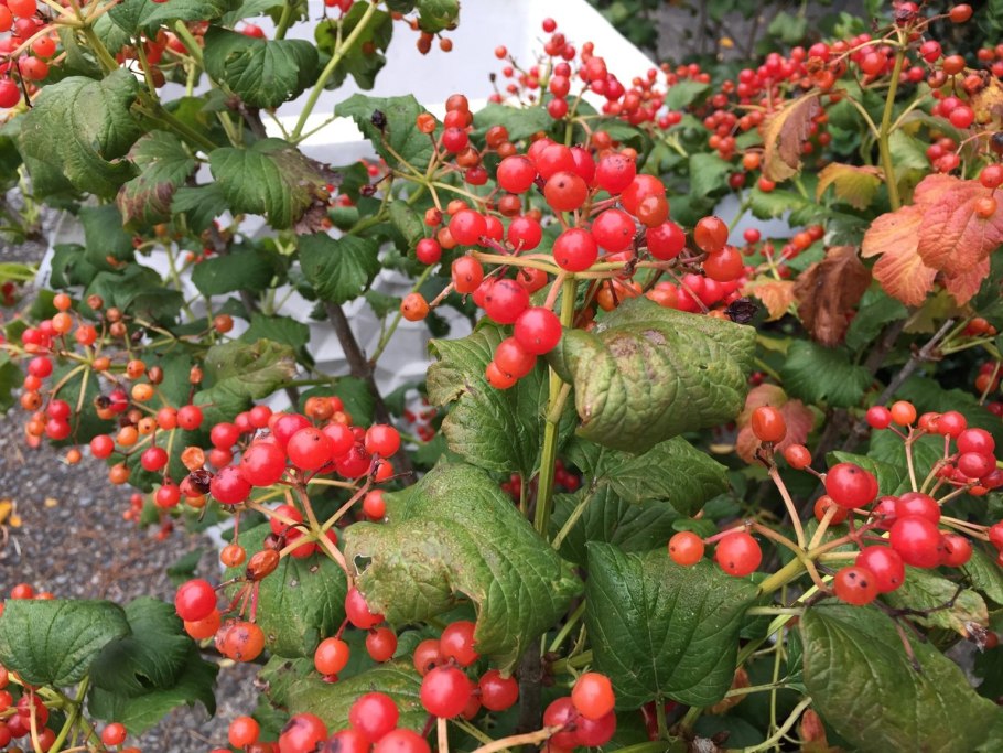 Калина (Viburnum)