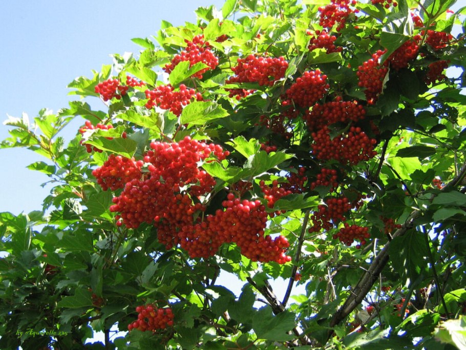 Калина xanthocarpum