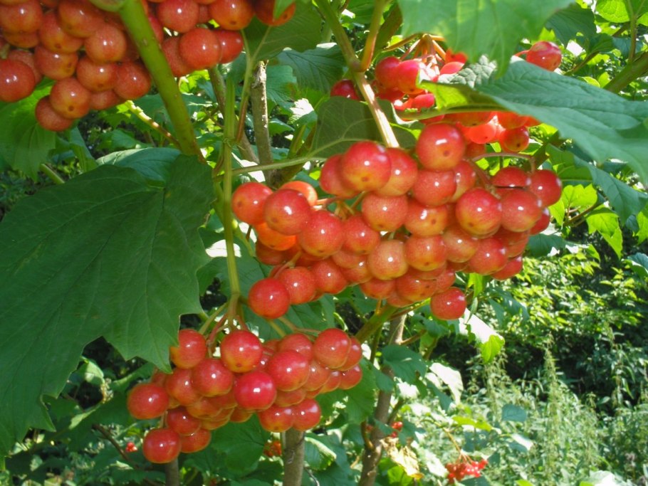 Калина обыкновенная Viburnum opulus