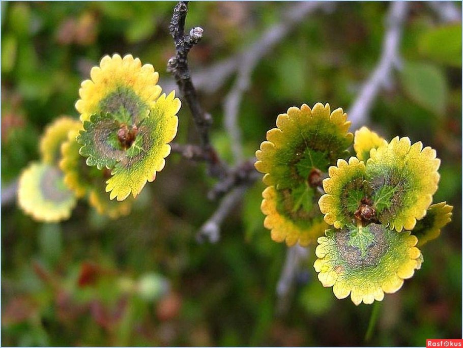 Береза Betula Nana Golden Treasure