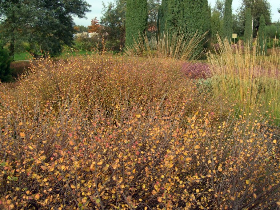 Береза карликовая Betula Nana