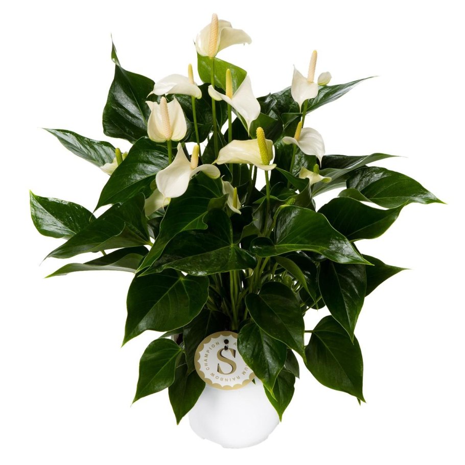 Антуриум Адиос Уайт