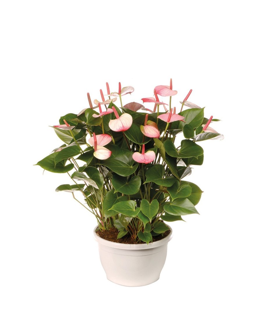 Антуриум Андре белый