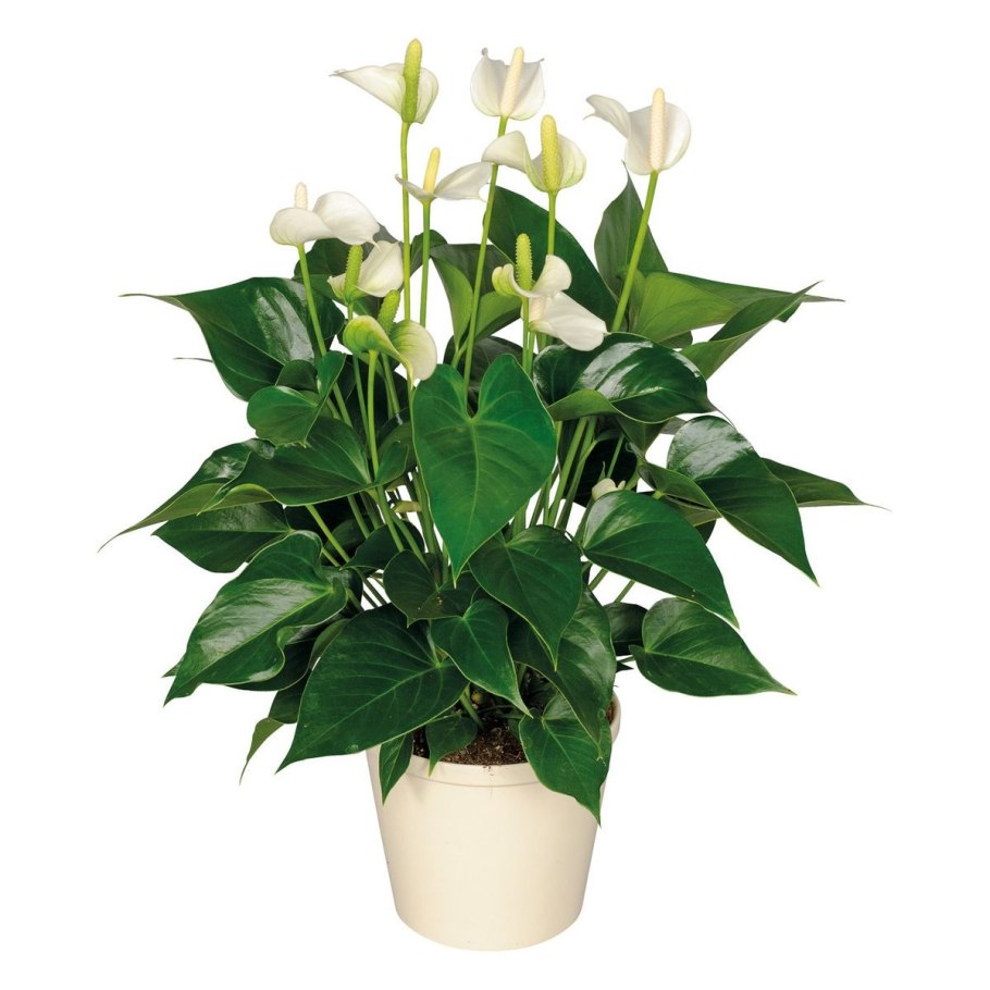 Антуриум Вайт Чамп