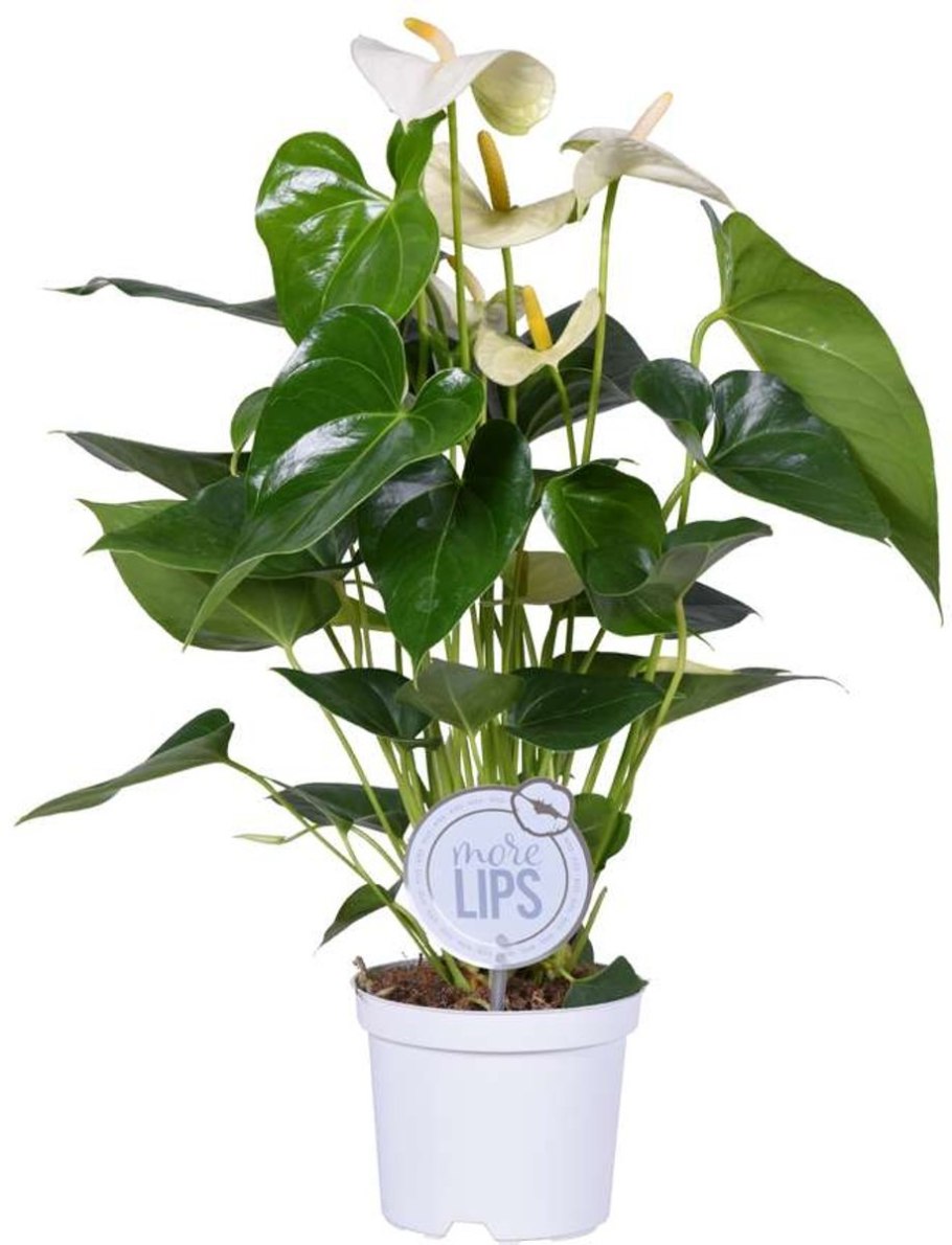 Антуриум Шарада Вайт