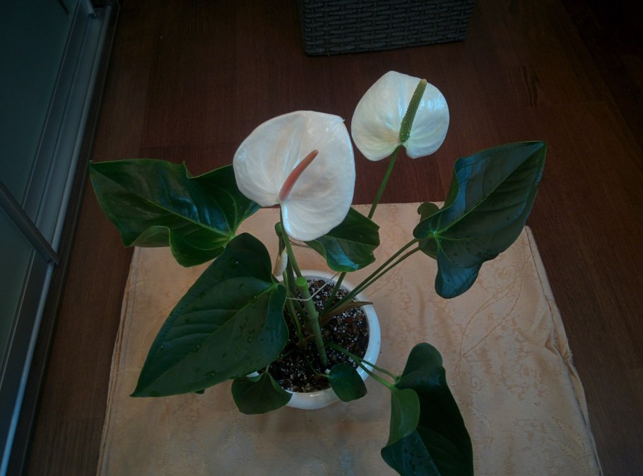 Антуриум Беби Вайт