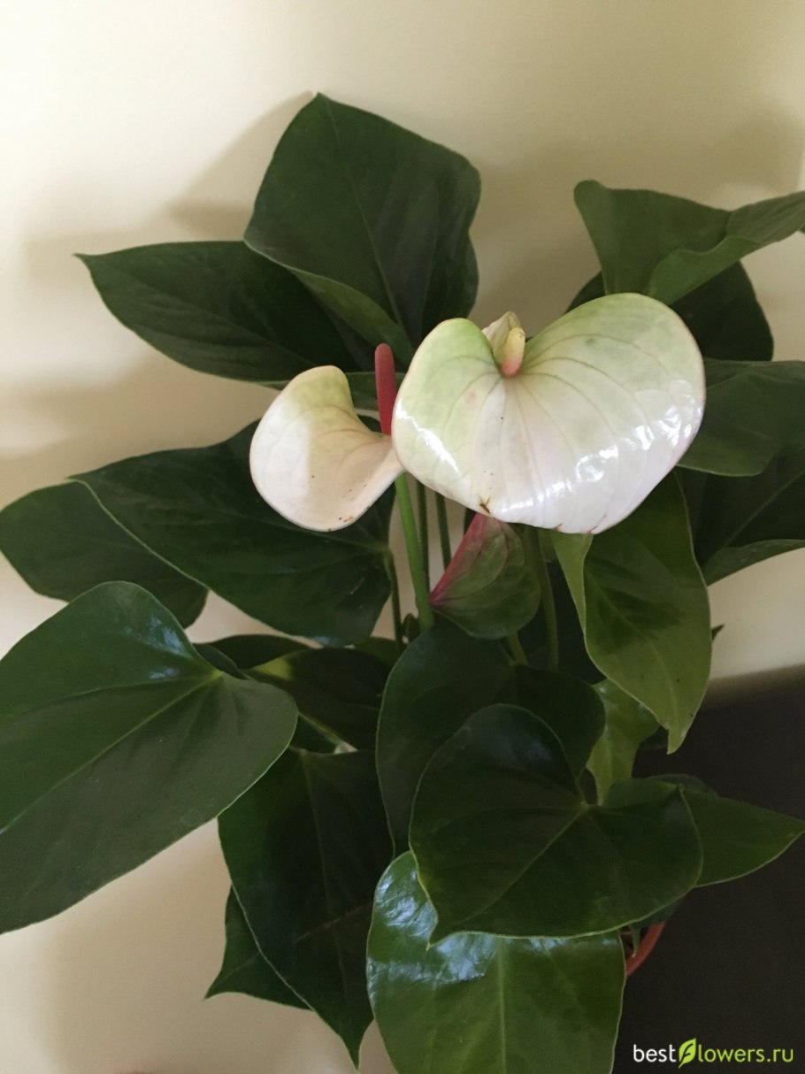 Антуриум Андрианум