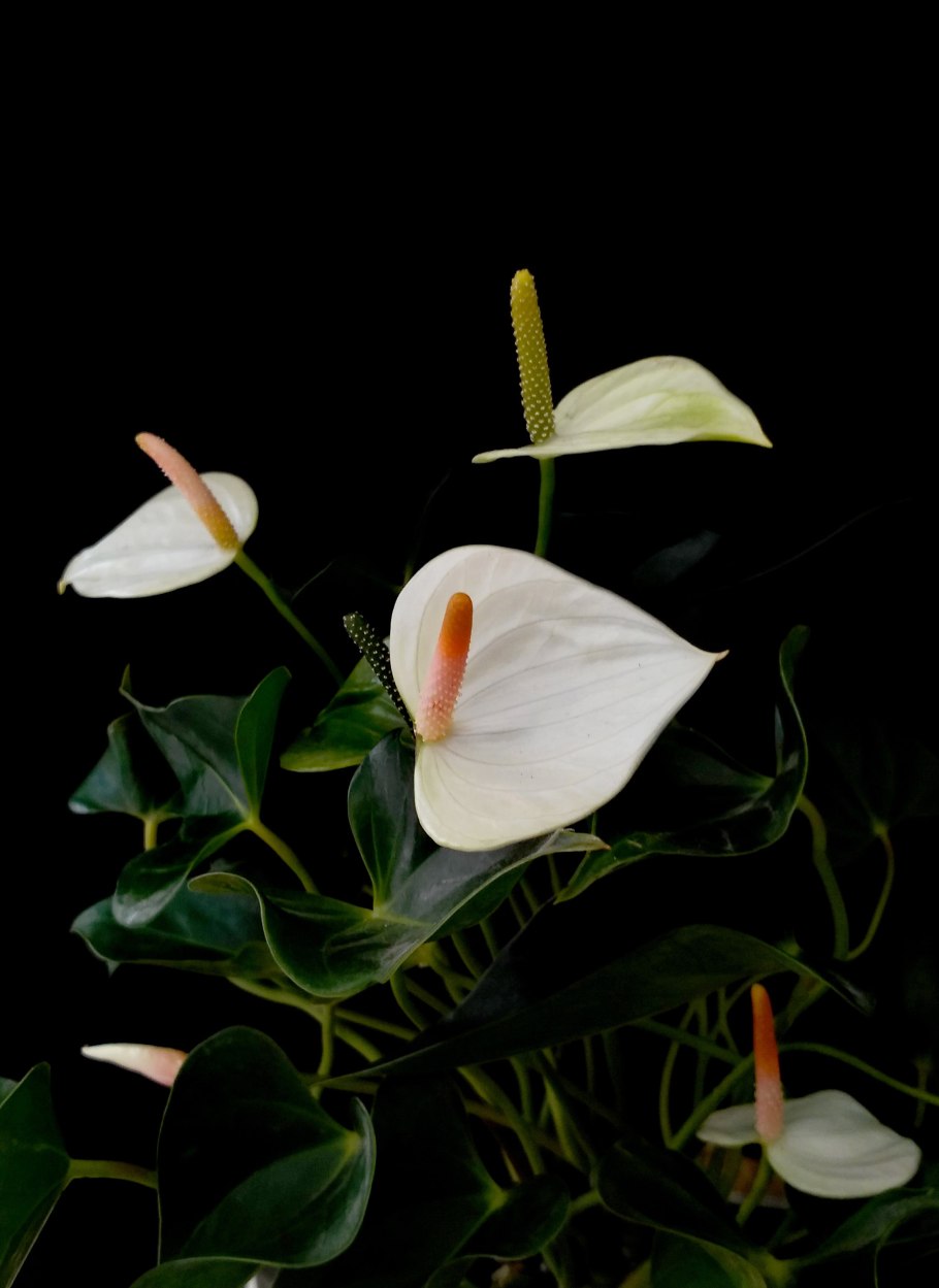 Антуриум Уайт чемпион