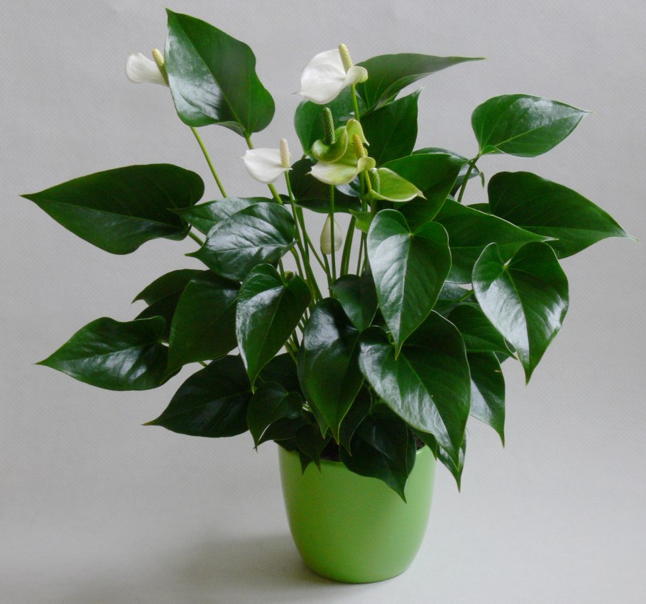 Антуриум Монтана