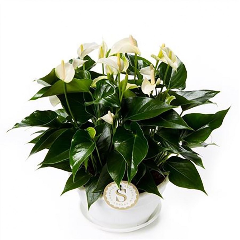 Антуриум Вайт Виннер