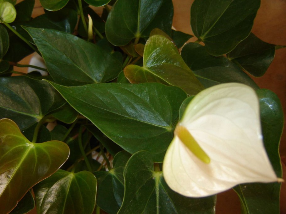 Anthurium Уайт чемпион