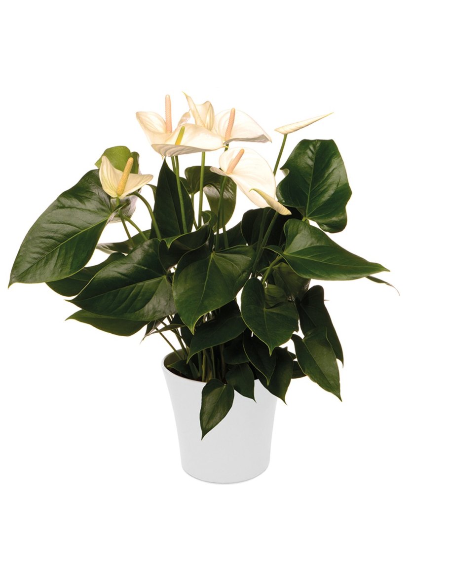 Антуриум Андре