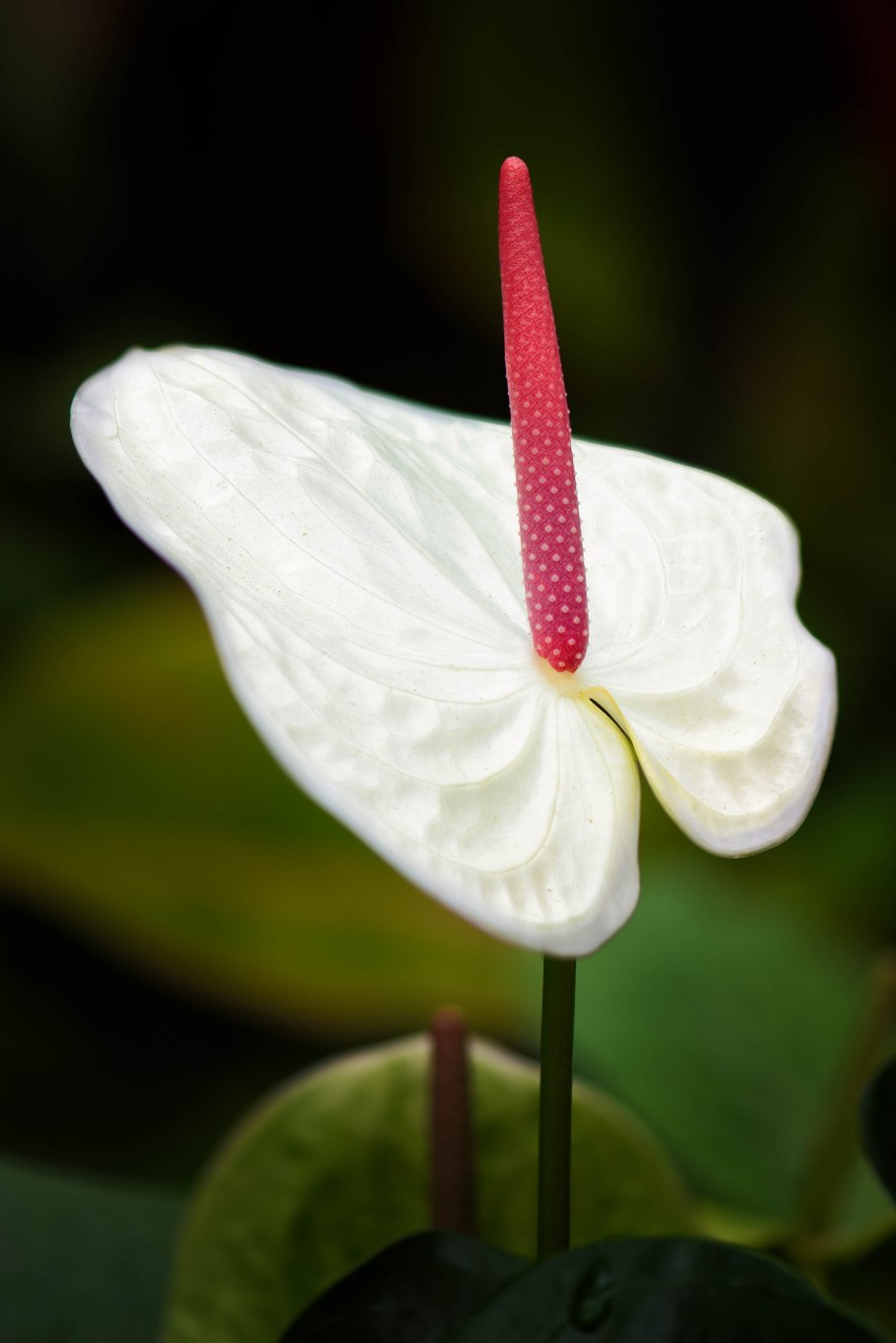 Антуриум белый