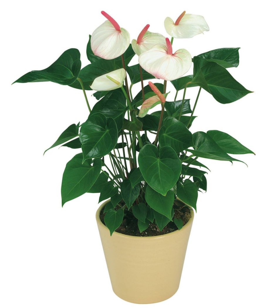 Антуриум Андре белый