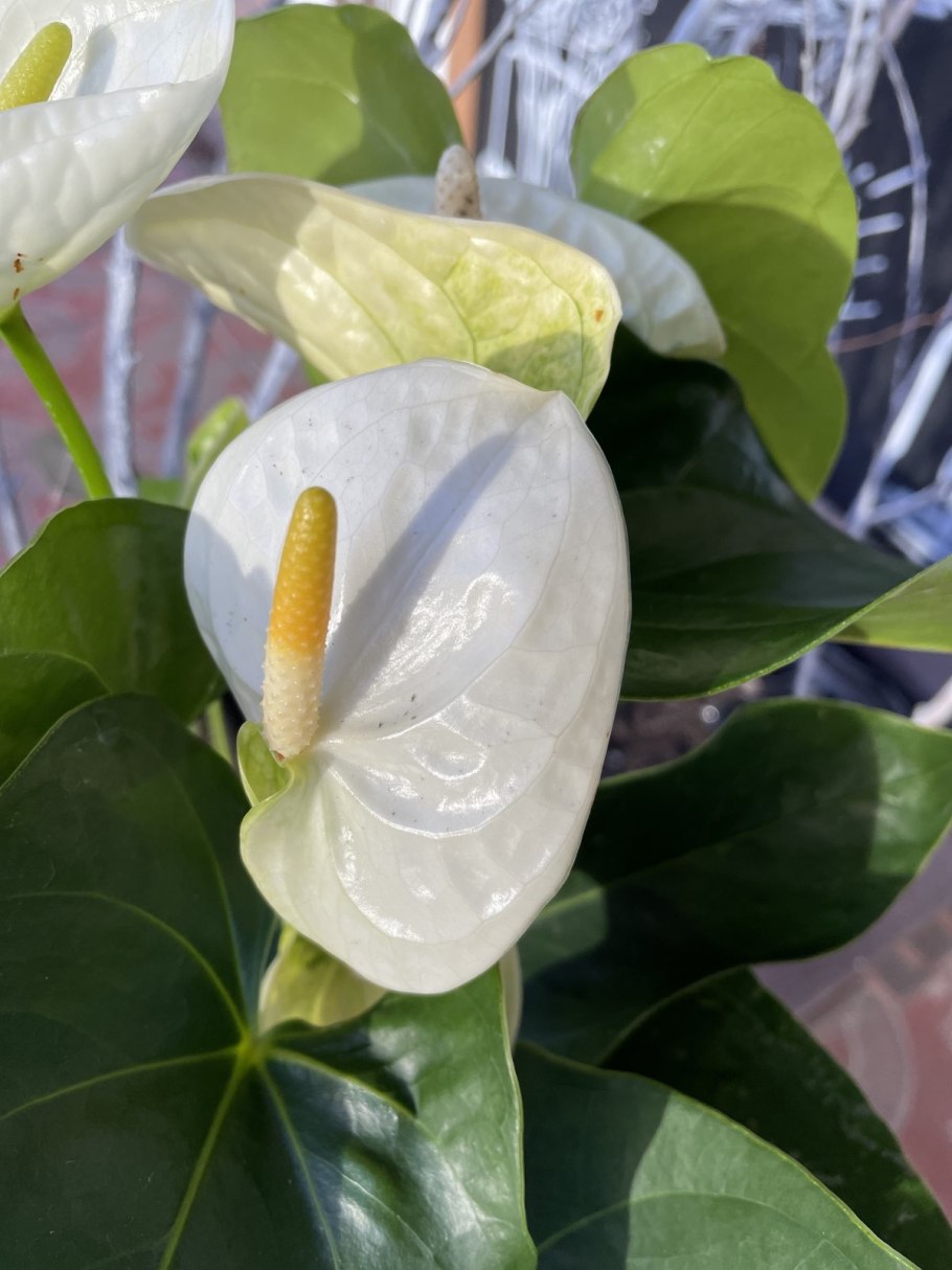 Антуриум Sharade White