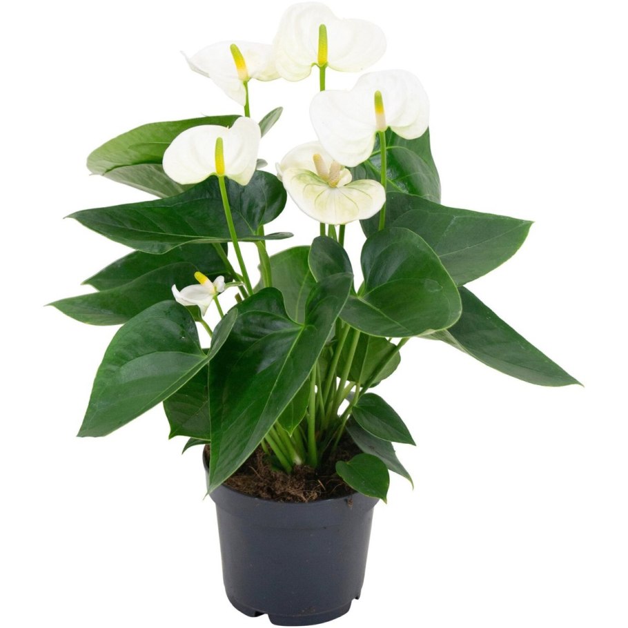 Антуриум Вайт Квин