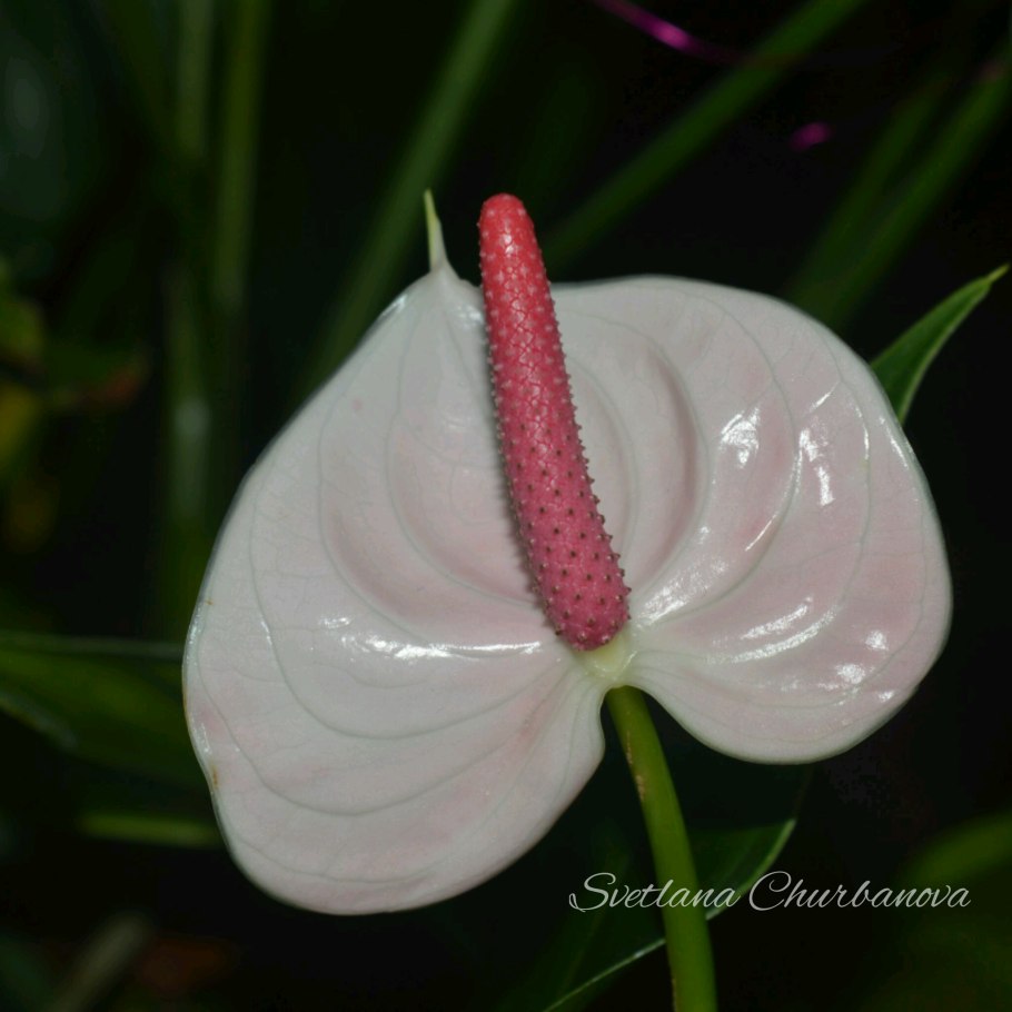Антуриум Адиос Уайт
