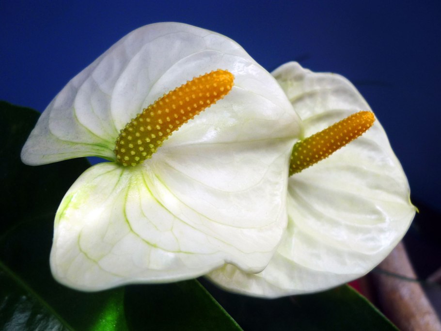 Антуриум белый