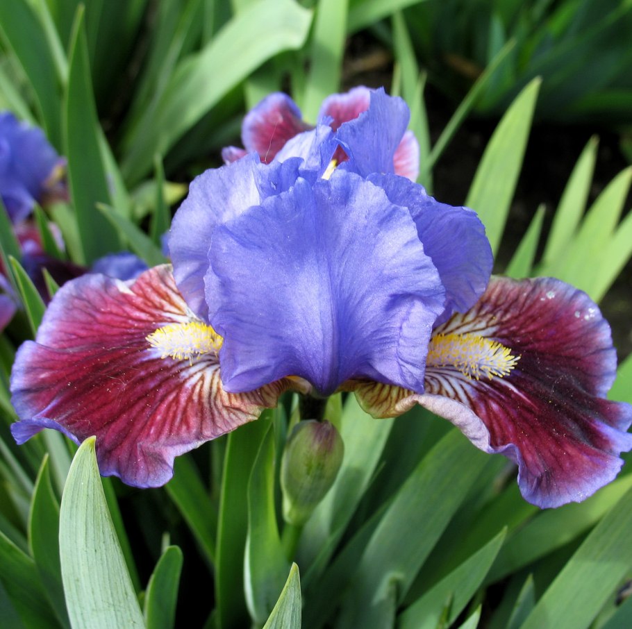 Ирис карликовый желтый