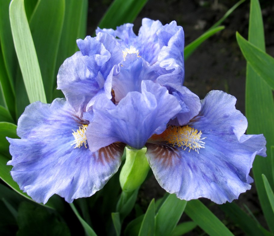 Ирис карликовый (Iris pumila)