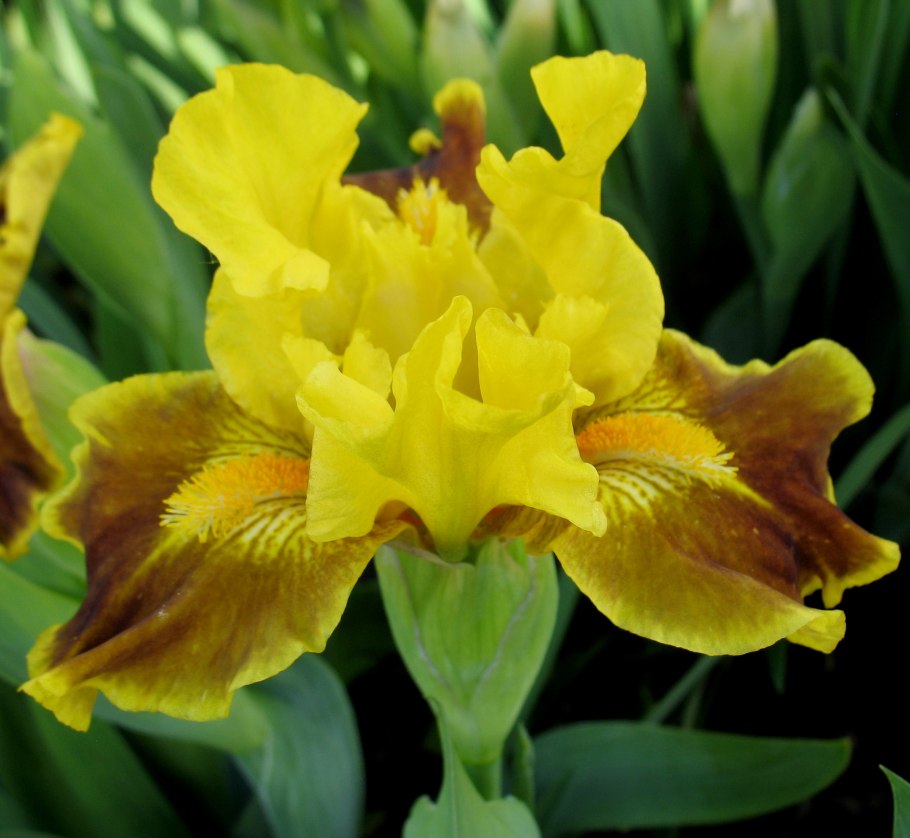 Ирис Блю Мун