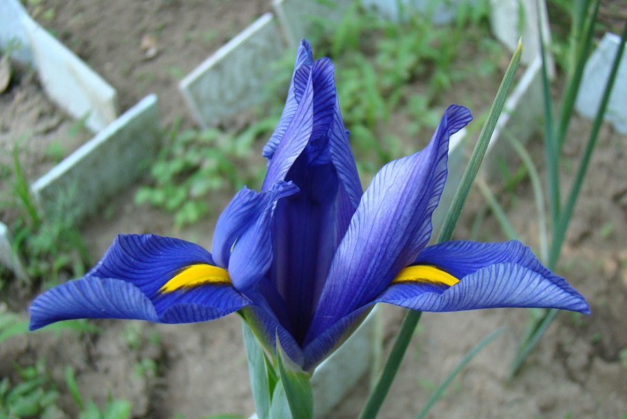 Ирис голландский Мистик Бьюти