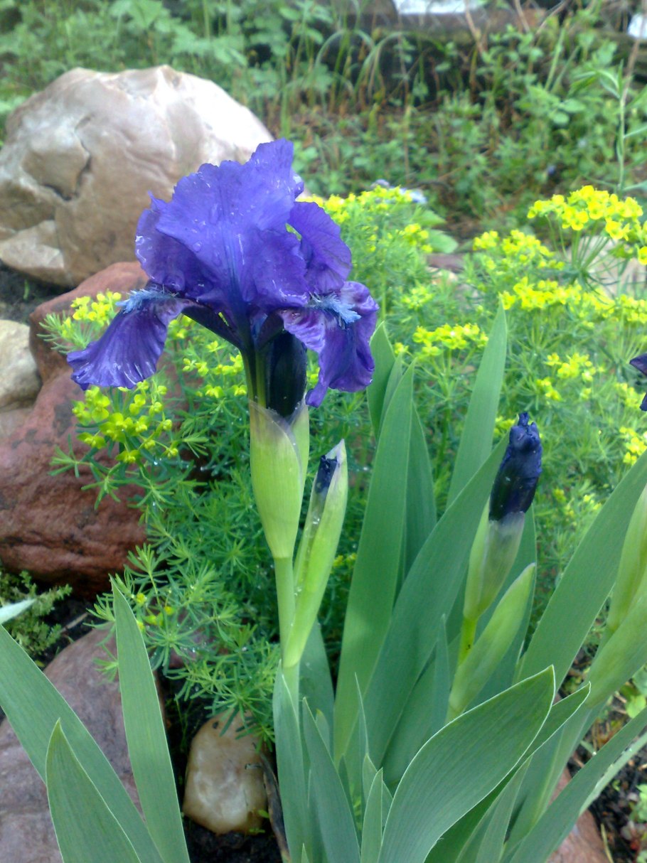 Ирис Фил Эдингер