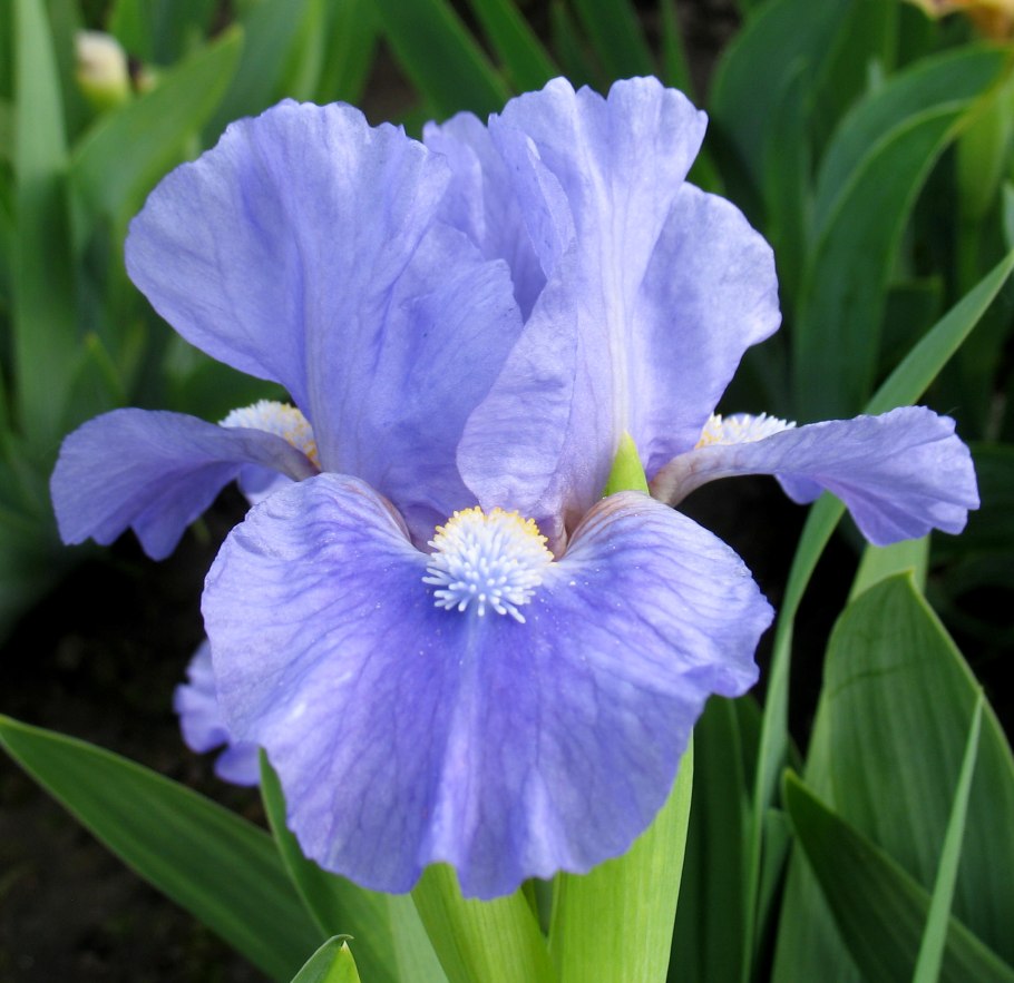 Голубой Ирис цветок