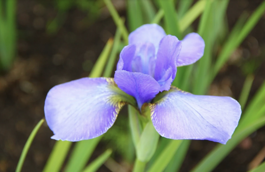 Iris subg. Scorpiris
