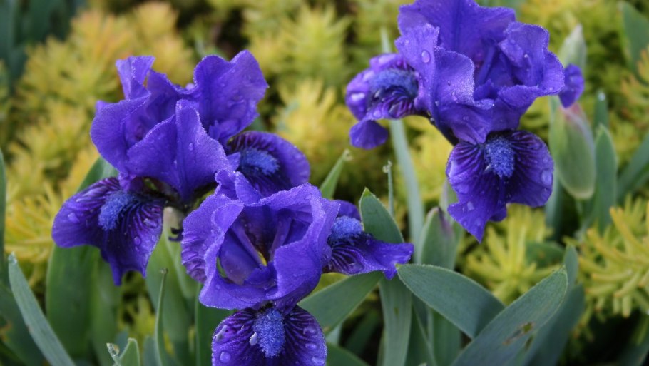 Ирис карликовый LUMALITE