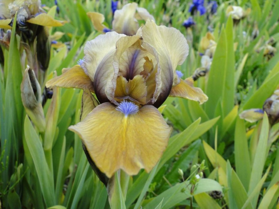 Ирис карликовый Ритц