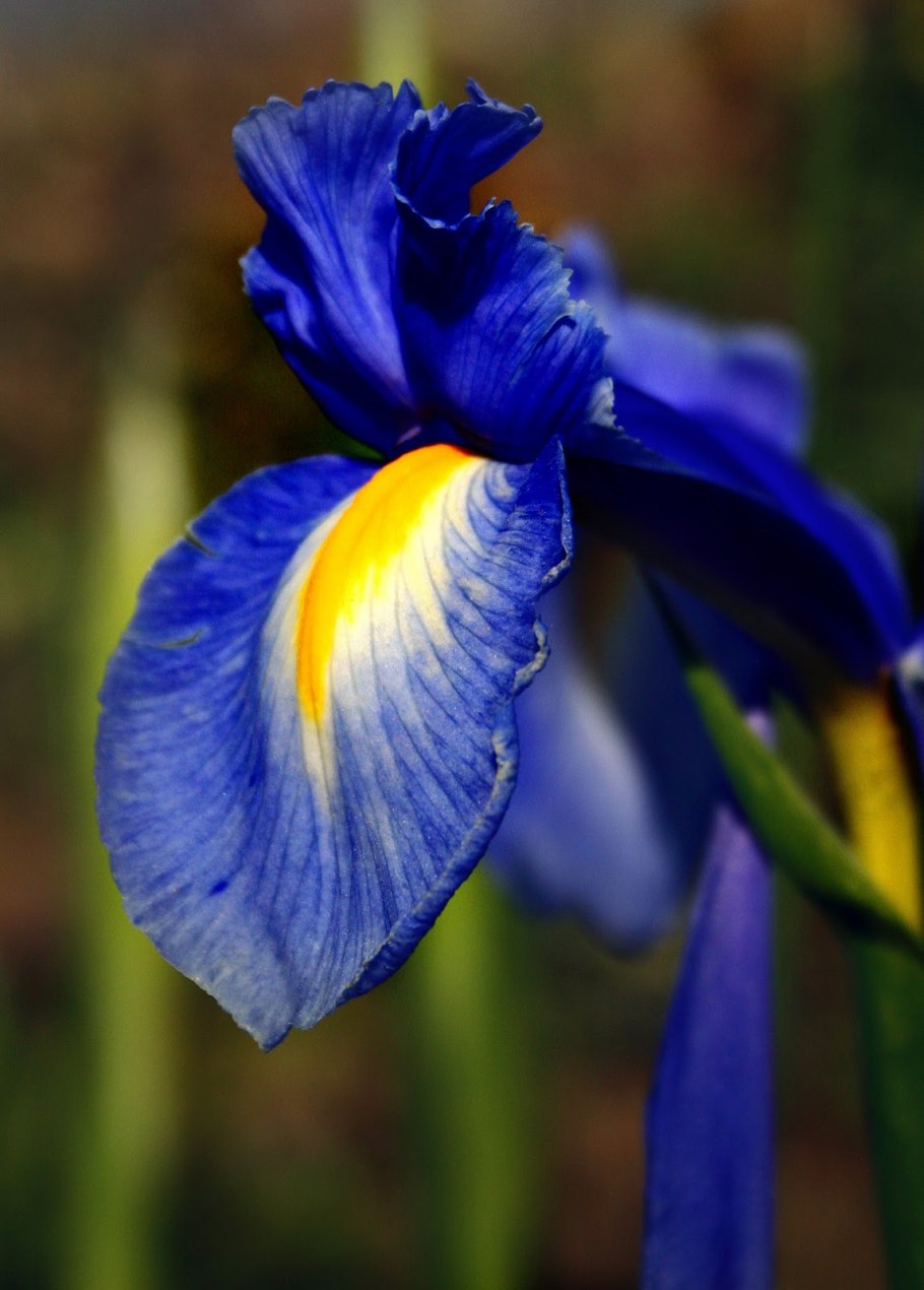 Ирис голубой Касатик