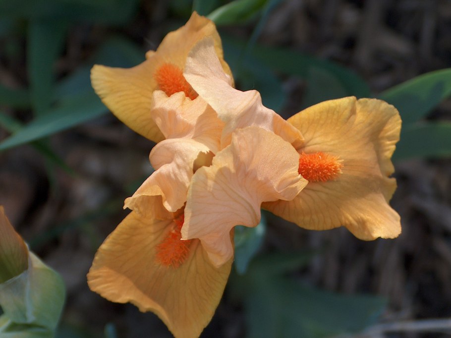 Ирис карликовый Weststar