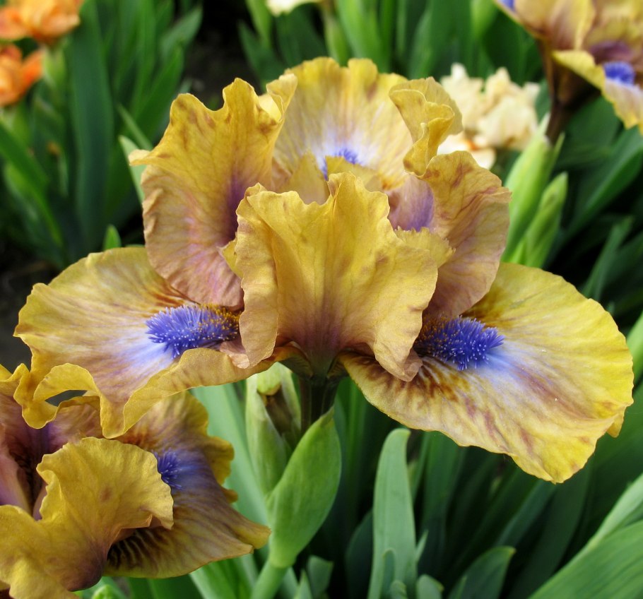 Ирис карликовый (Iris pumila)