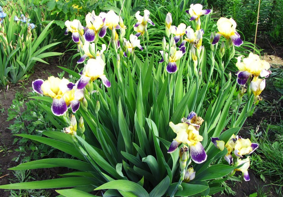 Ирис Сибирский Iris sibirica Fancy me thi