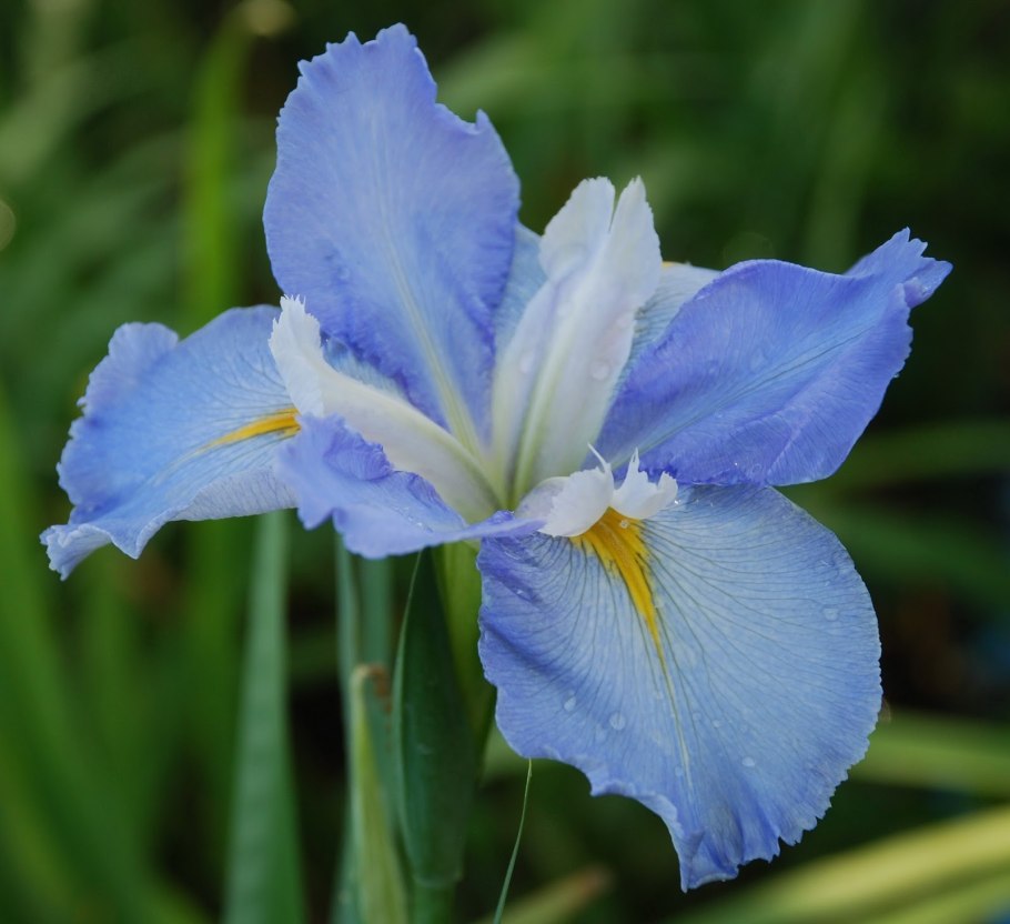 Iris subg. Iris