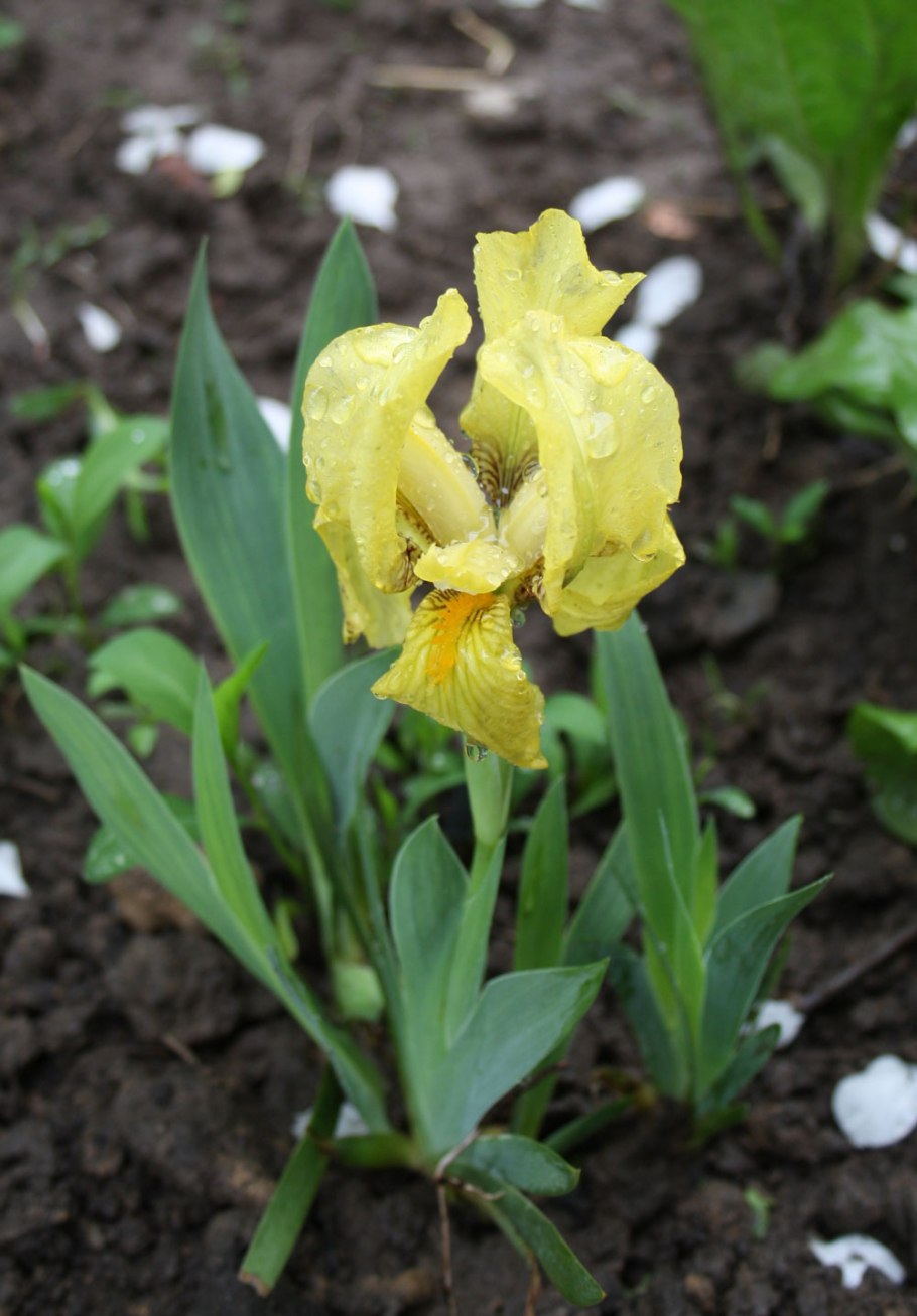 Ирис бордюрный Дрягиной