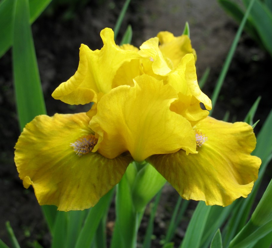 Ирис Касатик карликовый