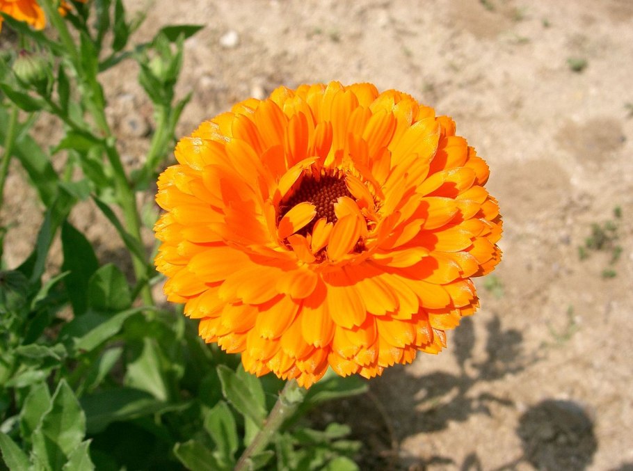 Календула Эприкот Пацифик высота