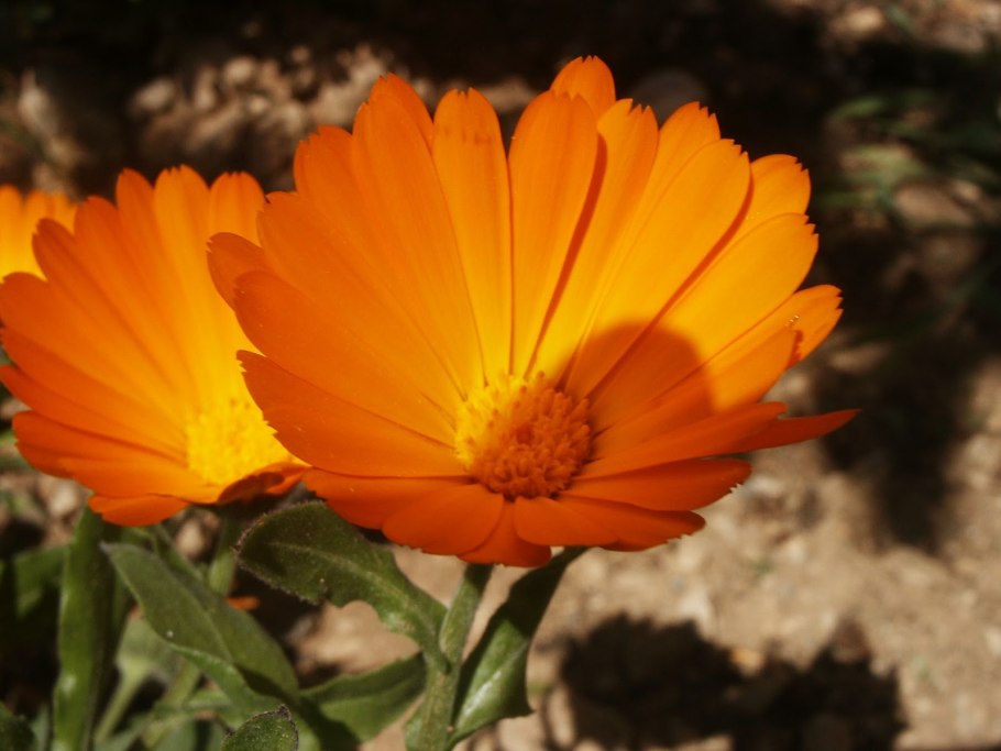 Календула Пацифик