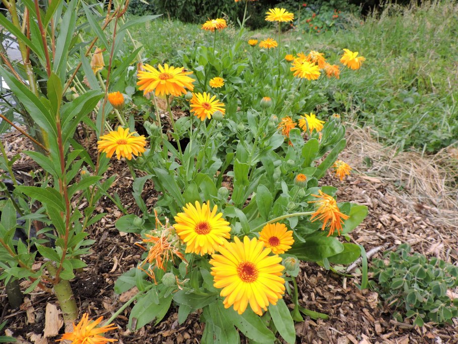 Календула Пацифик Абрикосовая красавица