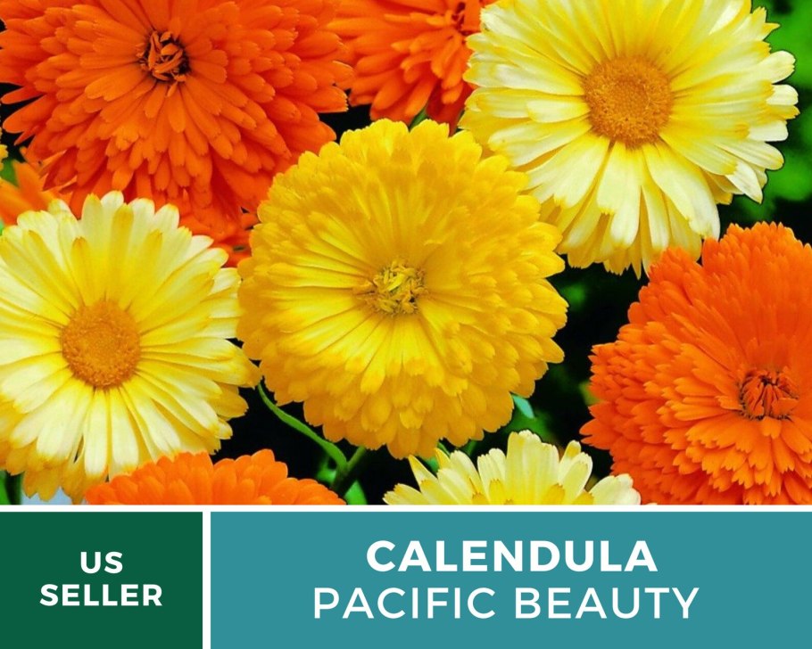 Календула Панночка