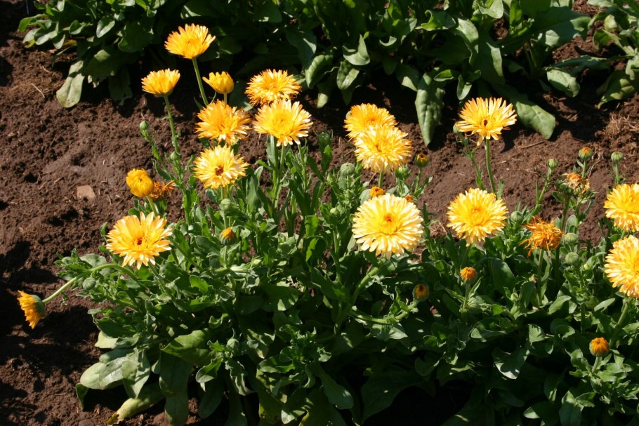 Календула Пацифик Эприкот