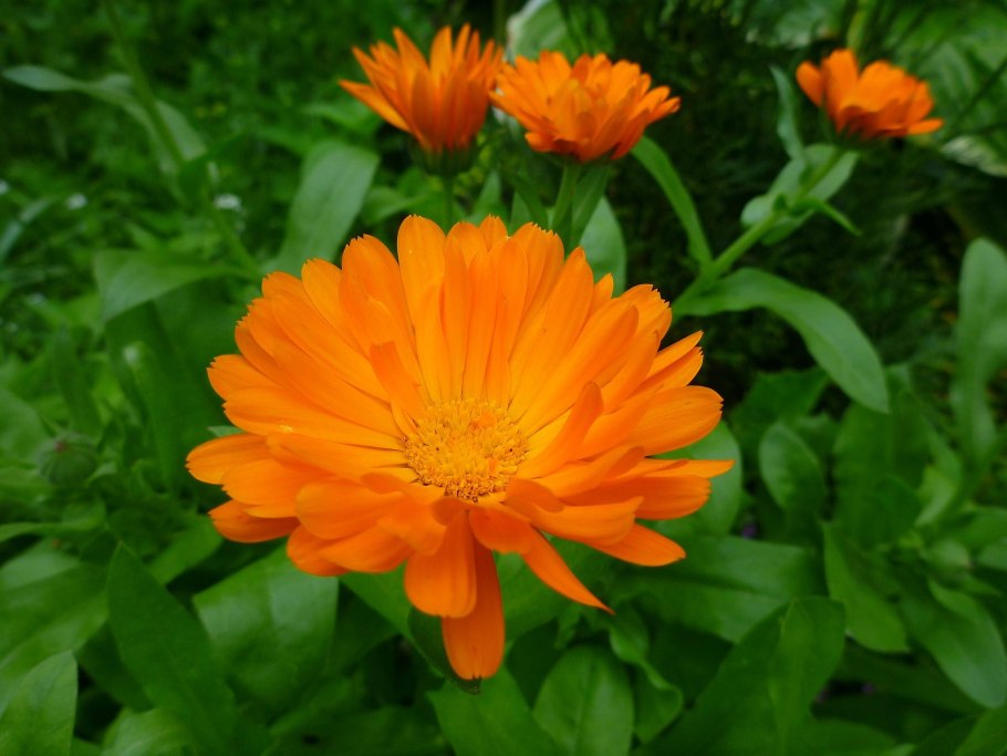 Календула оранжевый Король