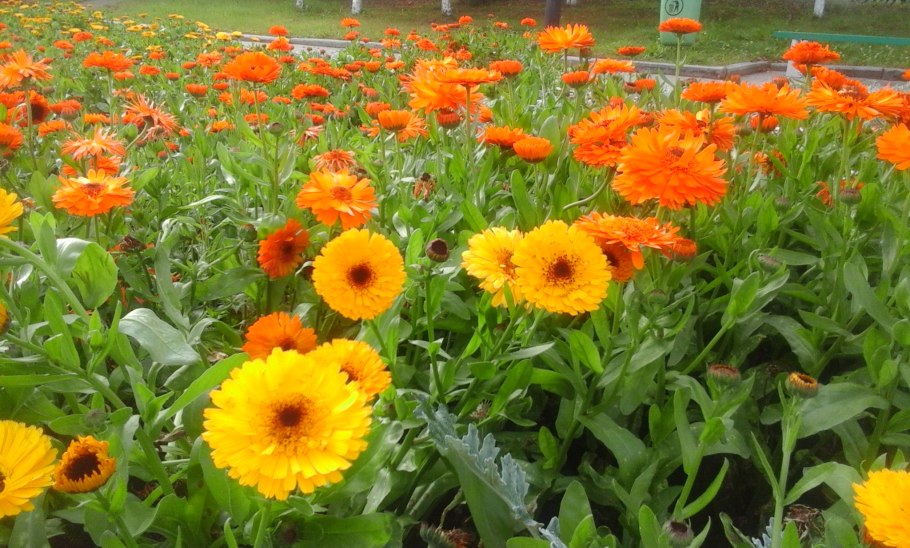 Семена Гавриш календула Фиеста Гитана 0,5 г