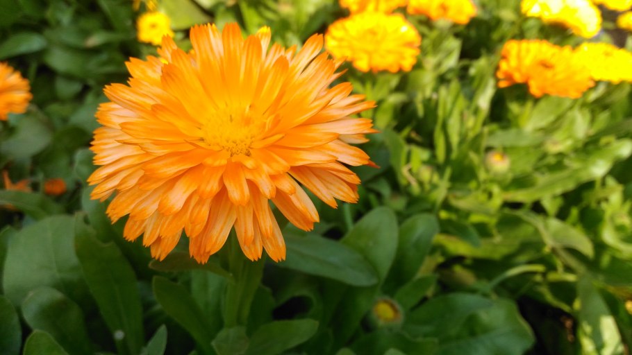 Calendula officinalis Touch of Red Mix русское название
